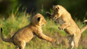 lion cubs play fighting